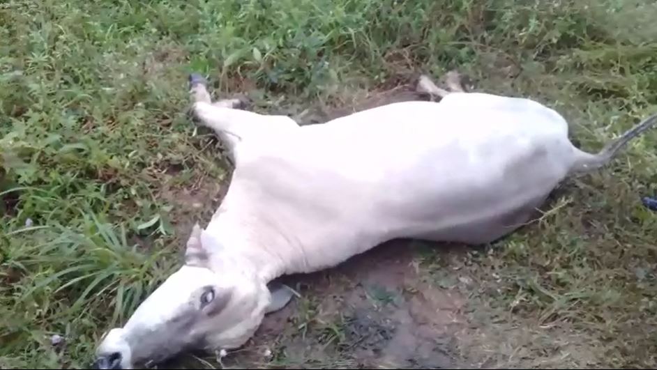 Epidemia bovina en Nueva Guinea deja más de 500 reses muertas