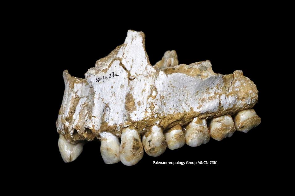 Los neandertales ya tomaban aspirinas y antibióticos naturales