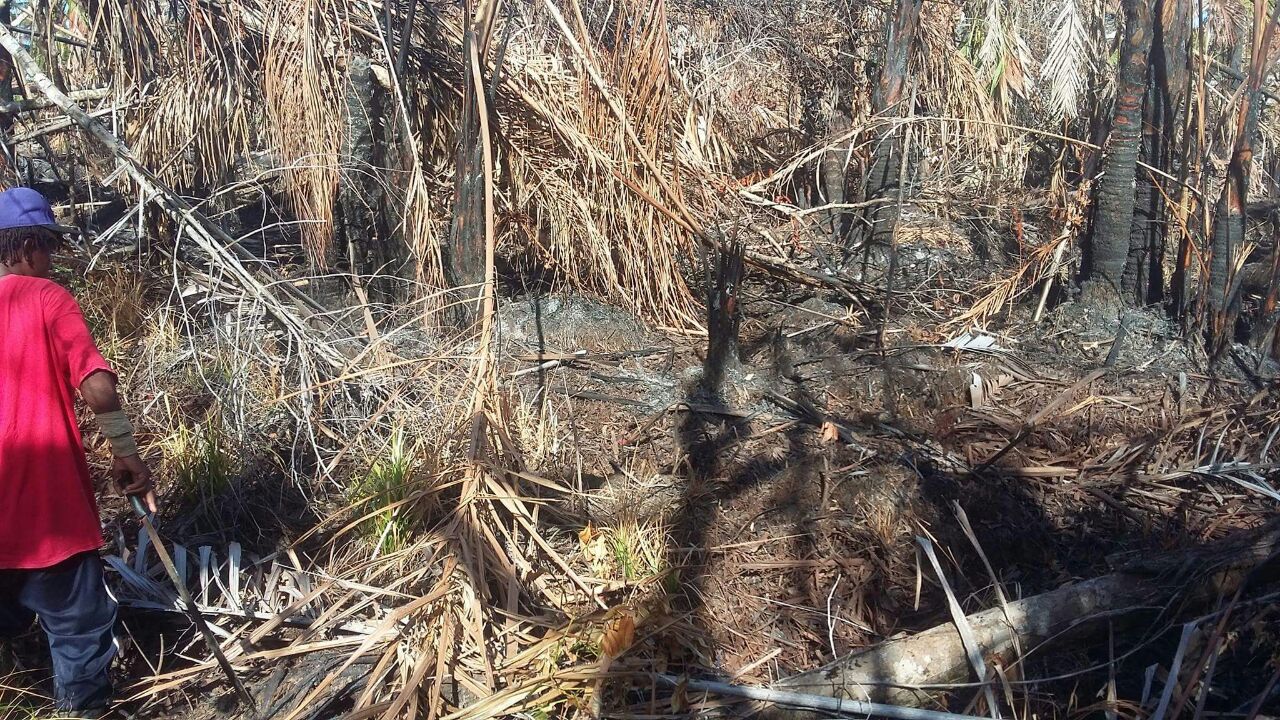 Incendio avanza en la Reserva Biológica Indio Maíz