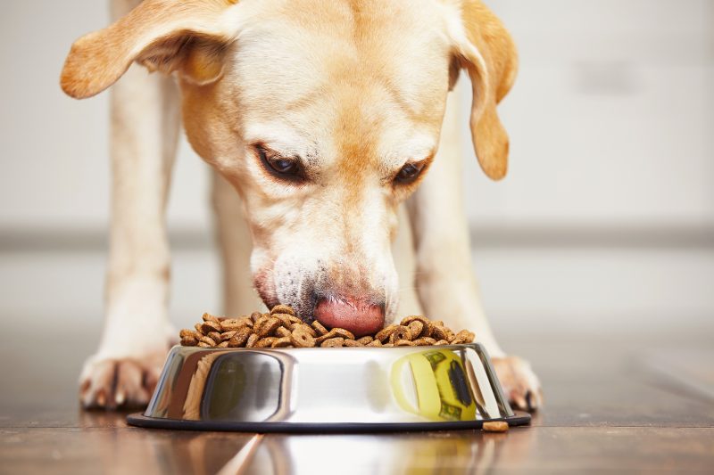 ¿Por qué los perros no deben comer comida casera?