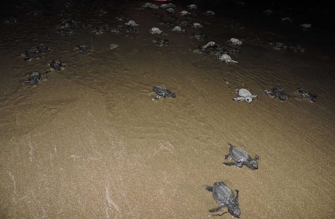 Menos tortugas llegan a Chacocente