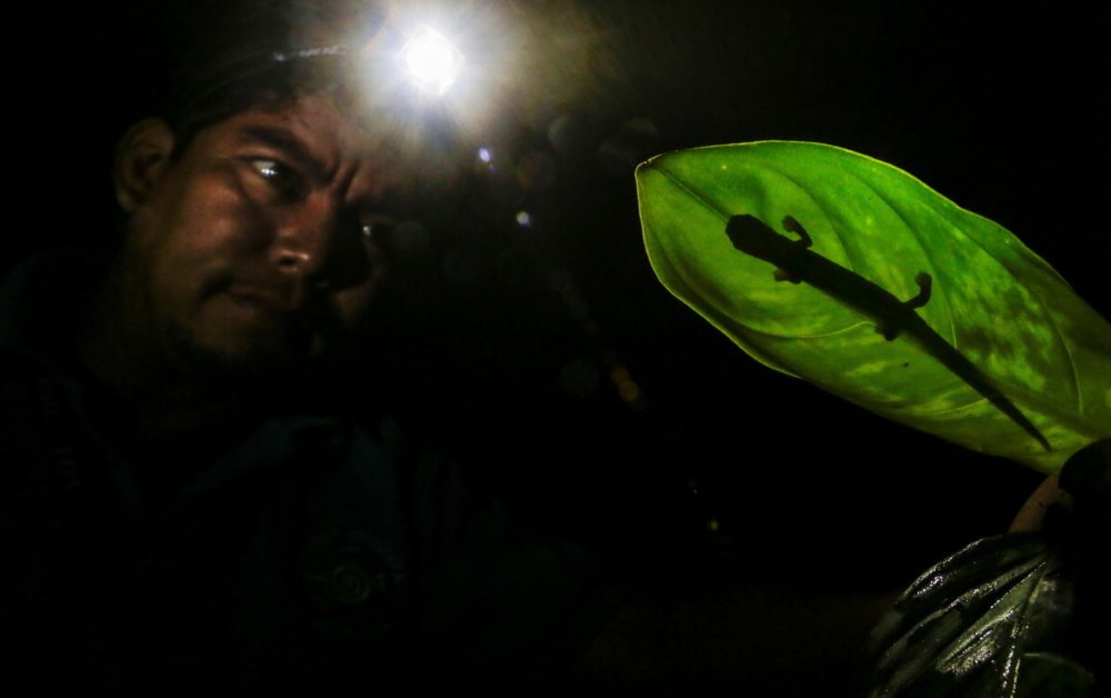 Ambientalistas están tratando de preservar la salamandra de Mombacho, una especie endémica de Nicaragua, la cual está amenazada por la pérdida de hábitat debido a los efectos del cambio climático. Esta especie se encuentra en la Reserva Natural del volcán Mombacho, en la turística ciudad de Granada. LA PRENSA/AFP