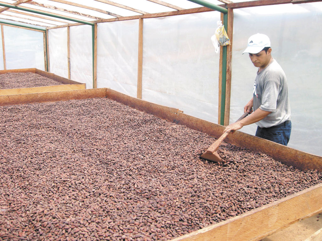 Cacao en la lucha por liderar exportaciones