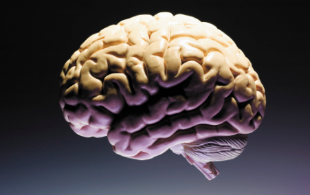 El tamaño del cerebro de los primates viene determinado por la dieta