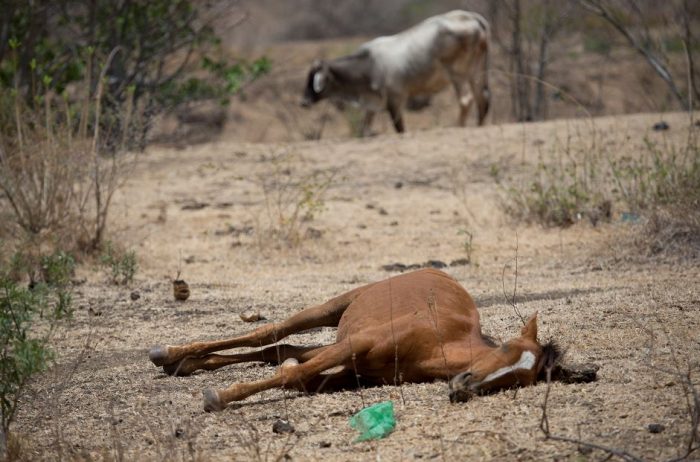 Urge que la ganadería se adapte al cambio climático