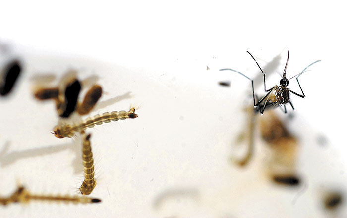 OMS pondrá a prueba una vacuna contra la malaria