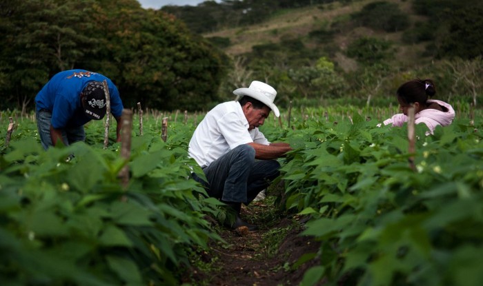 La alimentación del mundo depende de América Latina, aseguran expertos