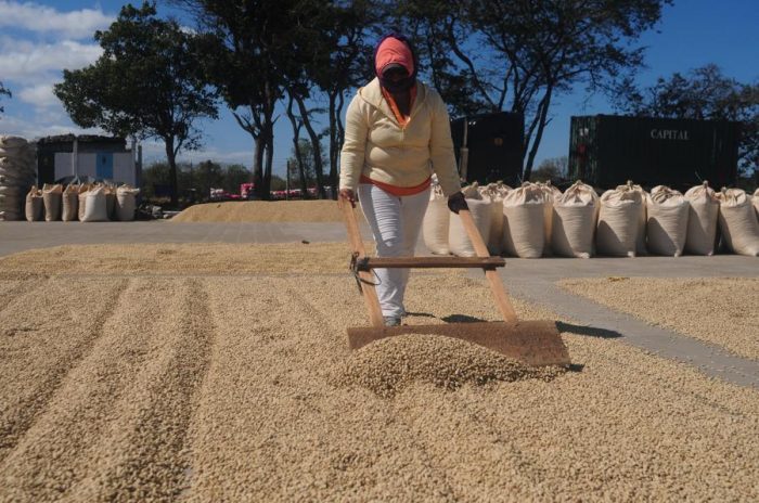 El laboratorio de café de ensueño que le prometieron a los productores de Nicaragua y que Conatradec dejó en papel
