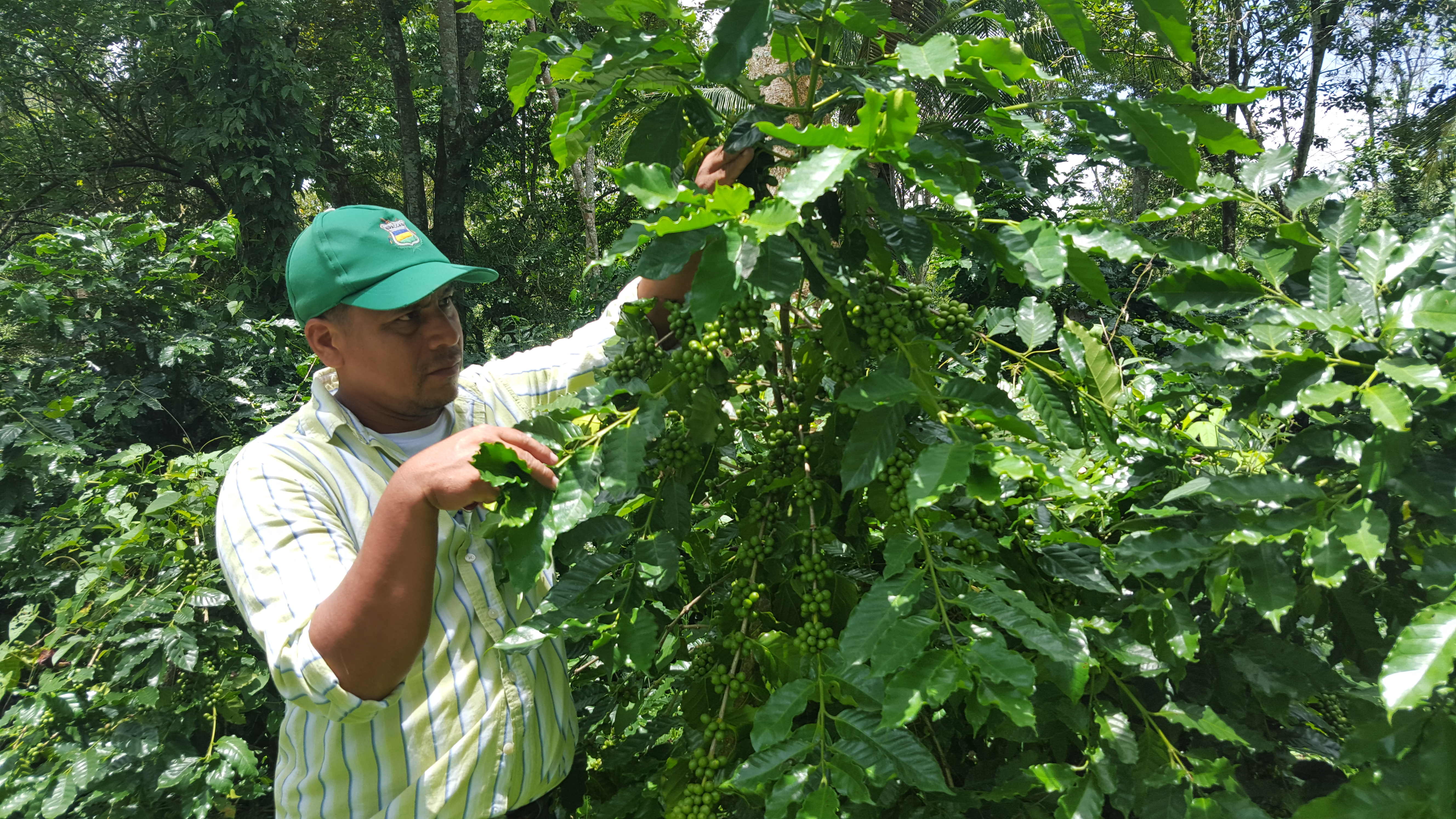 Darán impulso al café en Nicaragua