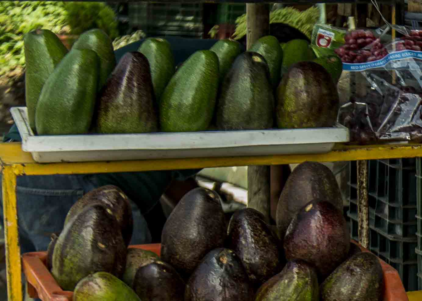 aguacates, aguacate, "oro verde", frutas típicas, frutas