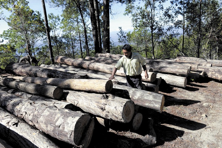 En Guatemala cuidan mejor los bosques que en Nicaragua