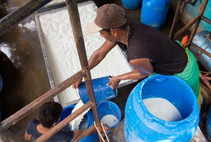 Crisis se agudiza en el sector lácteo de Nicaragua