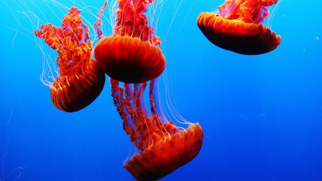 5 sorprendentes fuentes de energía limpia que tal vez no conocías