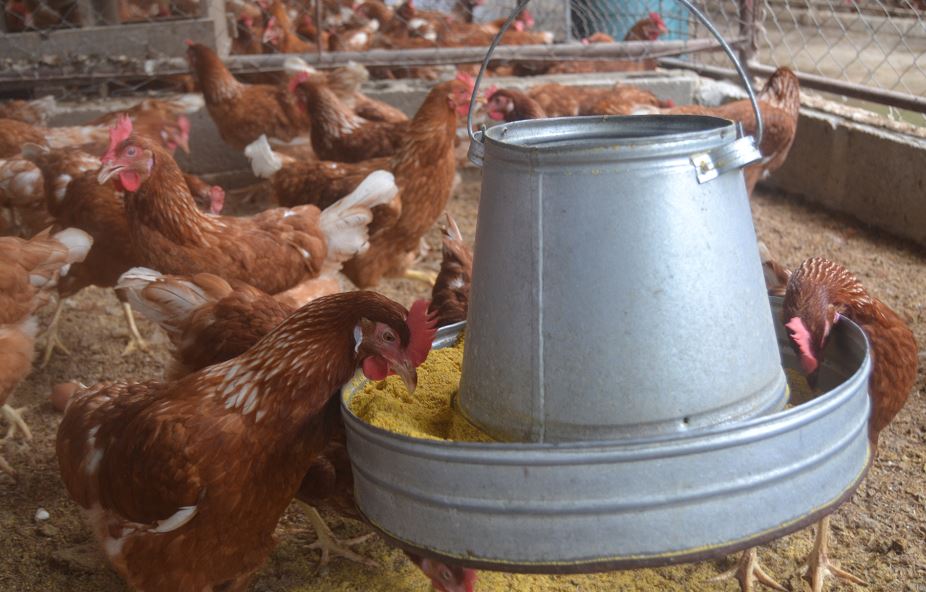 Hambre Cero quiebra a avicultores de Masaya
