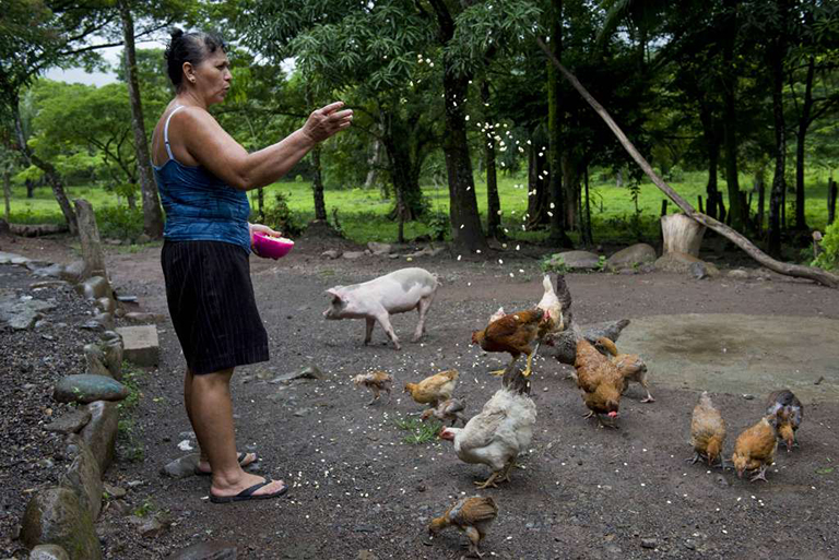 Desarrollan simulacro para prevenir brotes de gripe aviaria