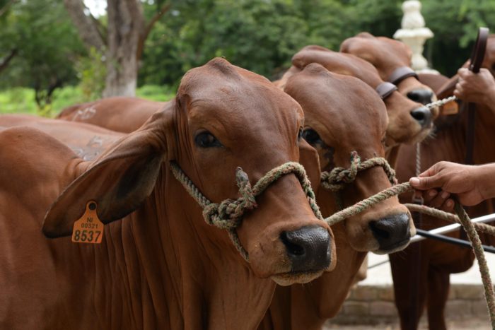 ¿Cómo se cuida un ejemplar campeón?