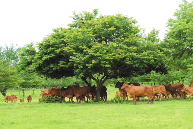 Expica 2017, Cambio climático, ganado
