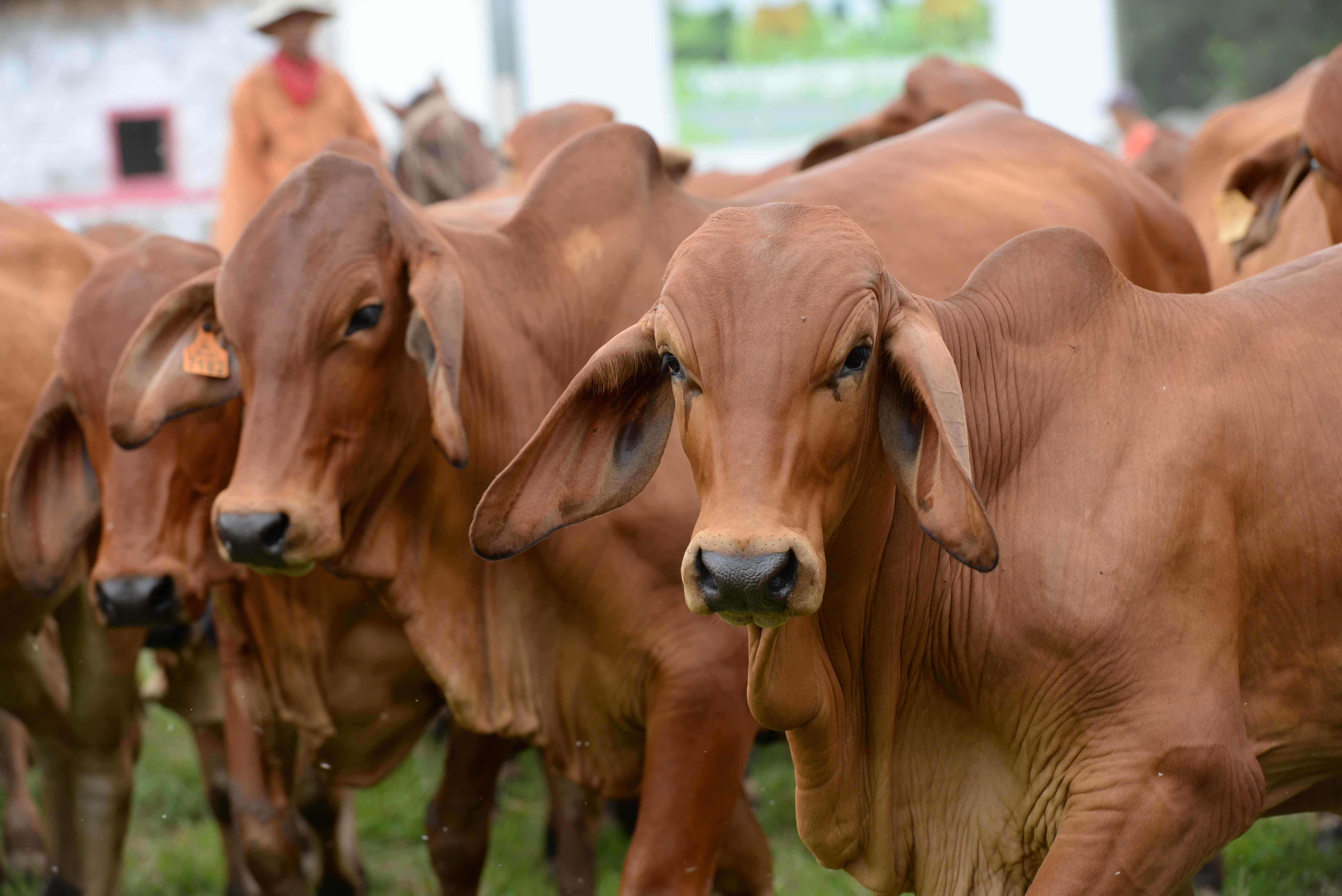 Urge reducir incidencia de parasitosis en el ganado