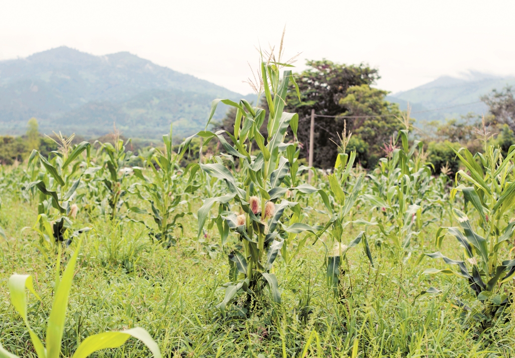 Asoma megaproducción de maíz en Nueva Segovia