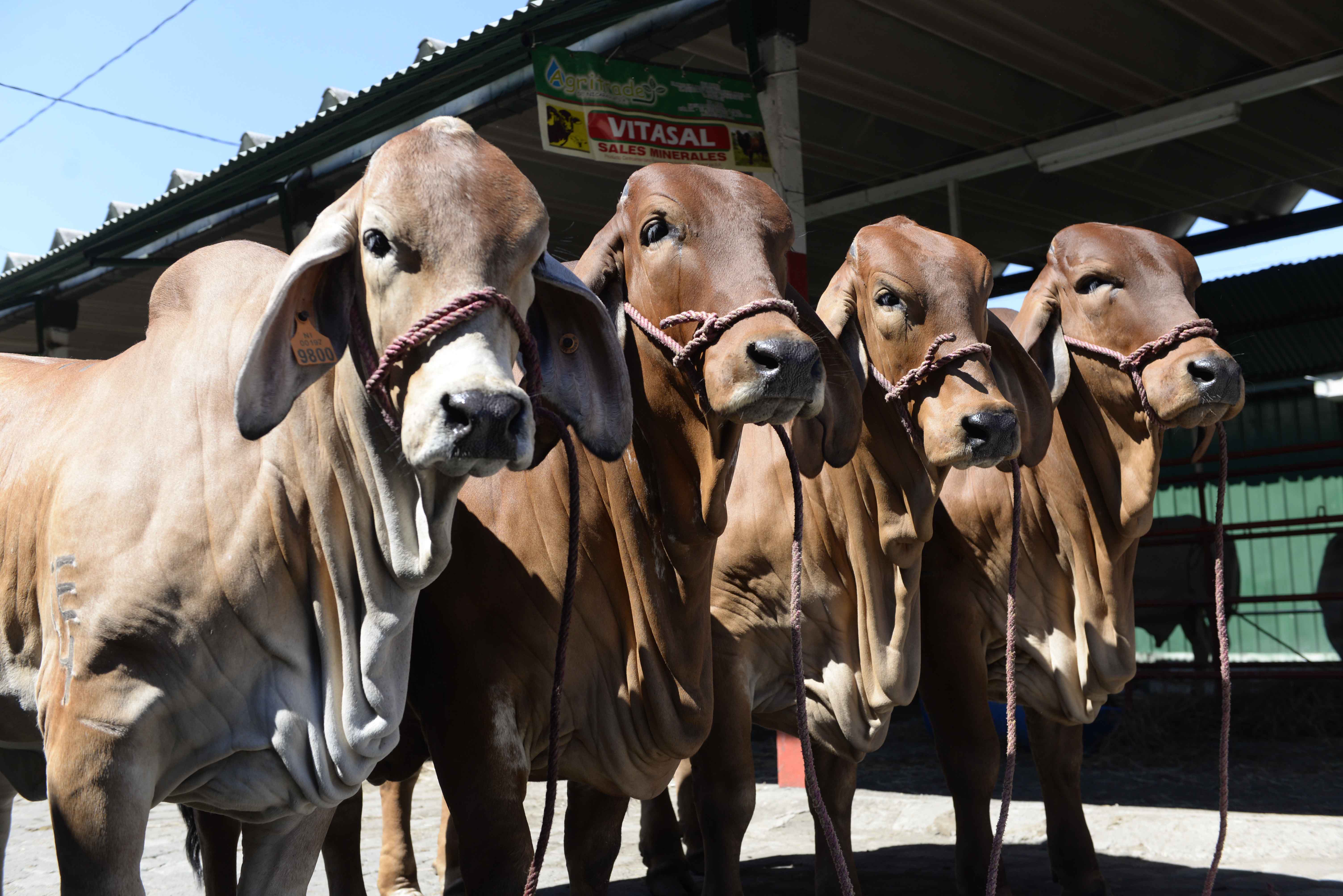 Nicaragua de fiesta con Expica permanente 2017