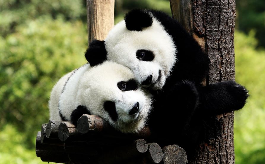 Pandas gigantes están en la lista roja del cambio climático