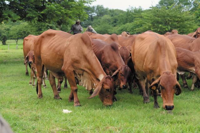 Investigación en el agro está rezagada en Nicaragua