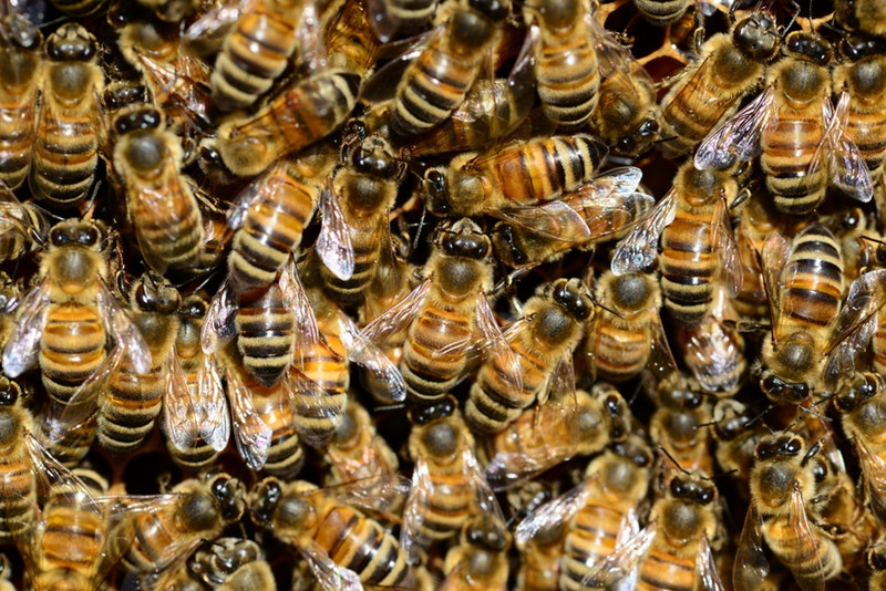 Abejas están en riesgo por monocultivos y clima