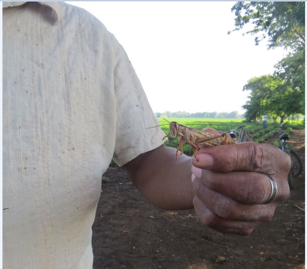 Plaga de chapulines amenaza cultivos de maní y sorgo en Malpaisillo, León