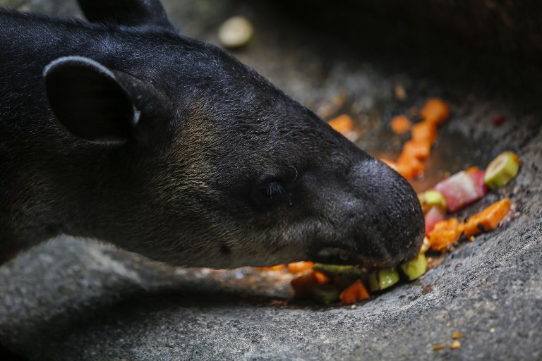 Tapir, zoológico nacional, especies en peligro de extinción