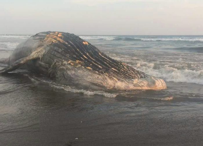 Encuentran muerta a una ballena jorobada en playa Los Zorros, en Chinandega