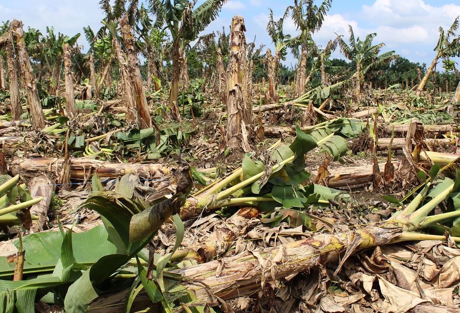 Lluvias arrasan plantaciones de plátano en Ometepe, Rivas y Nandaime