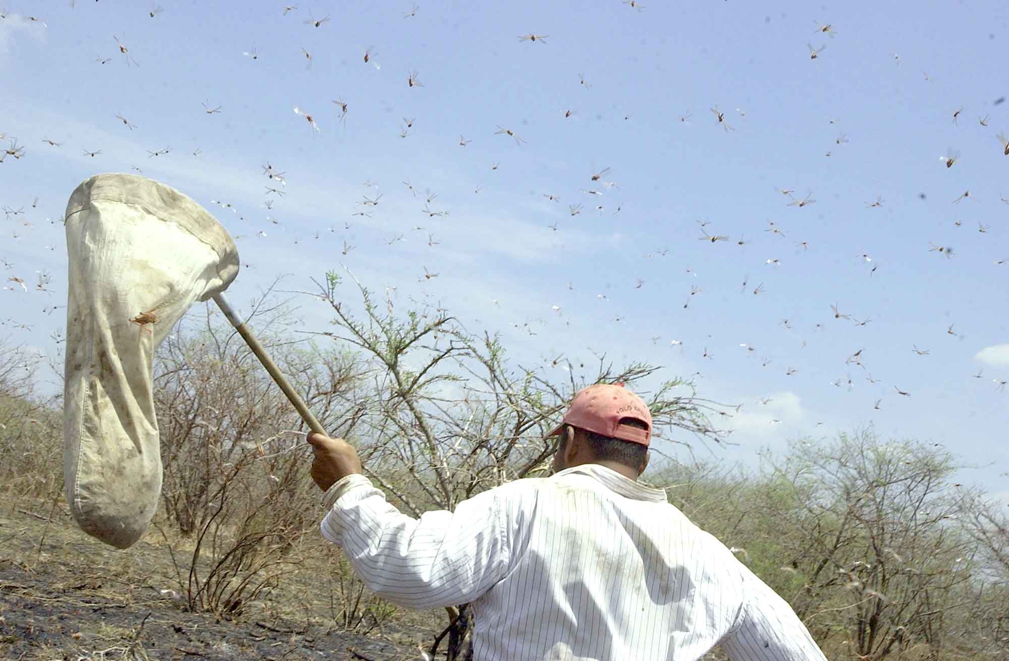 Plaga de chapulines podría afectar producción de granos básicos en Nicaragua