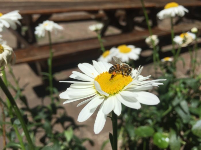 Foto del lector, Domingo