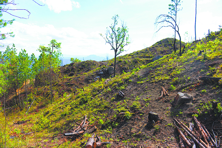 Nueva normativa obliga al Marena a agilizar trámites