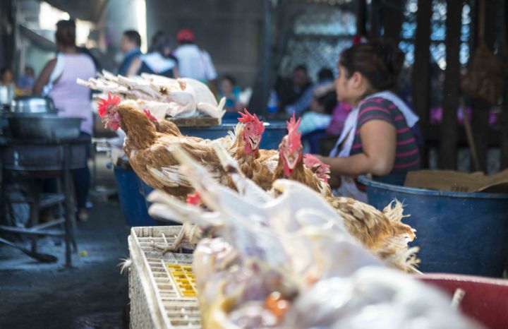 A última hora en busca de la gallina o el chompipe para despedir el fin de año 2017