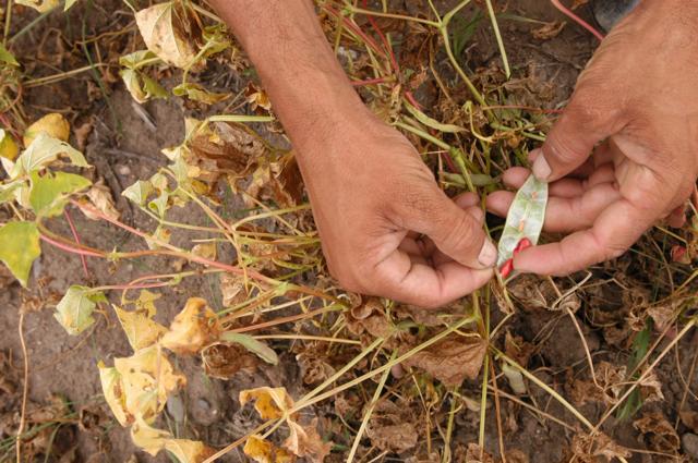 Sequía “actúa de forma silenciosa y en cámara lenta”, según el Banco Mundial