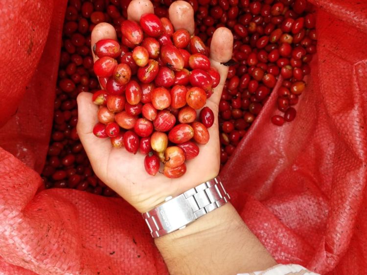 Más problemas le llueven al café de Nicaragua