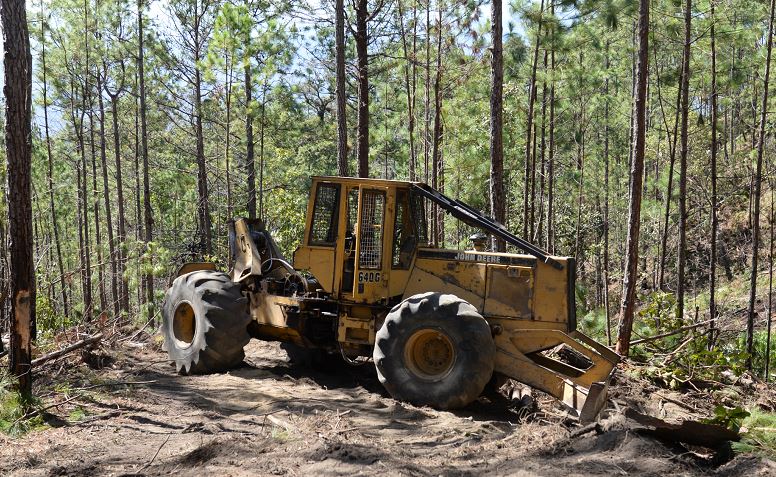 Población Segoviana podría padecer sed por tala de pino