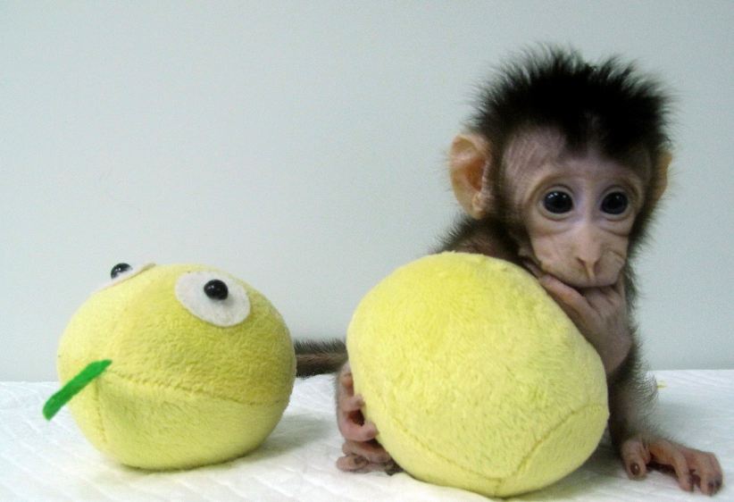 Monos clonados, monos, clonación de animales