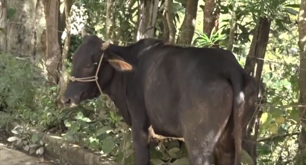 Esta es la vaca detenida por la Policía de Murra.
