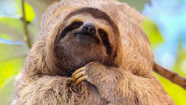 La genialidad de la actitud relajada de los perezosos y por qué te conviene imitarlos