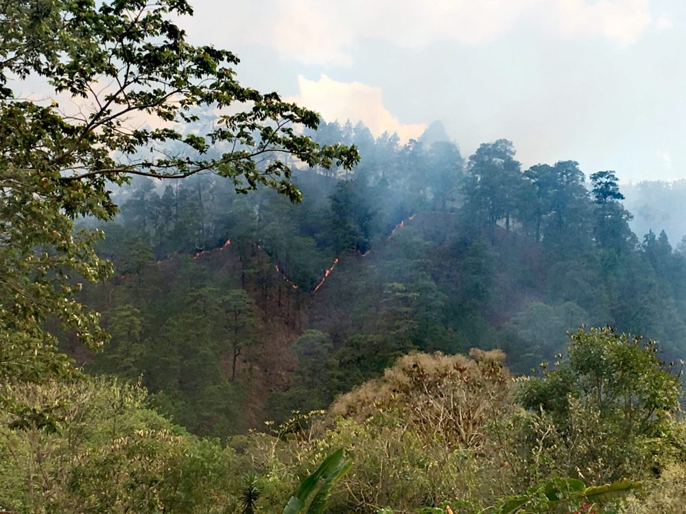 Condiciones climáticas ponen en vulnerabilidad a los bosques de Nicaragua ante incendios