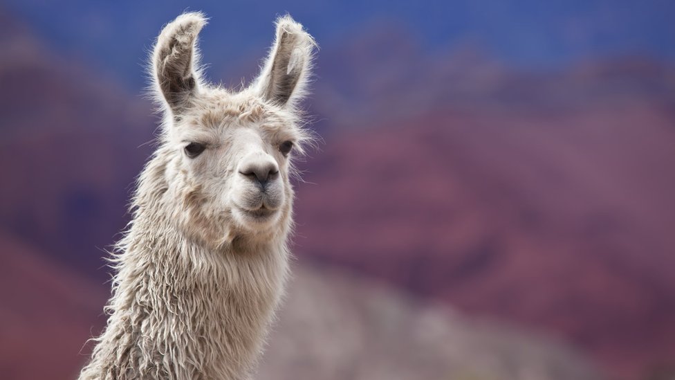 Por qué las llamas pueden tener el secreto para combatir la gripe