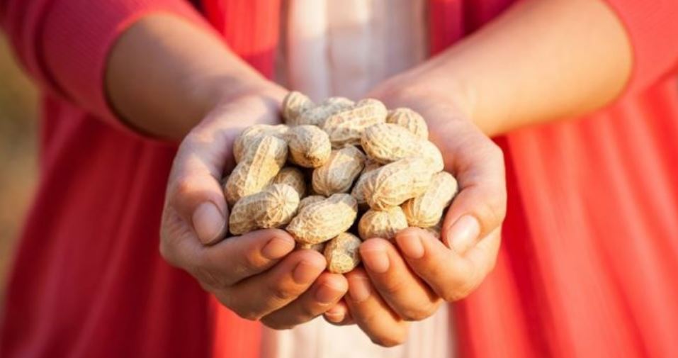 Los asombrosos resultados de un estudio que muestra cómo los alérgicos al maní pueden llegar a tolerarlo