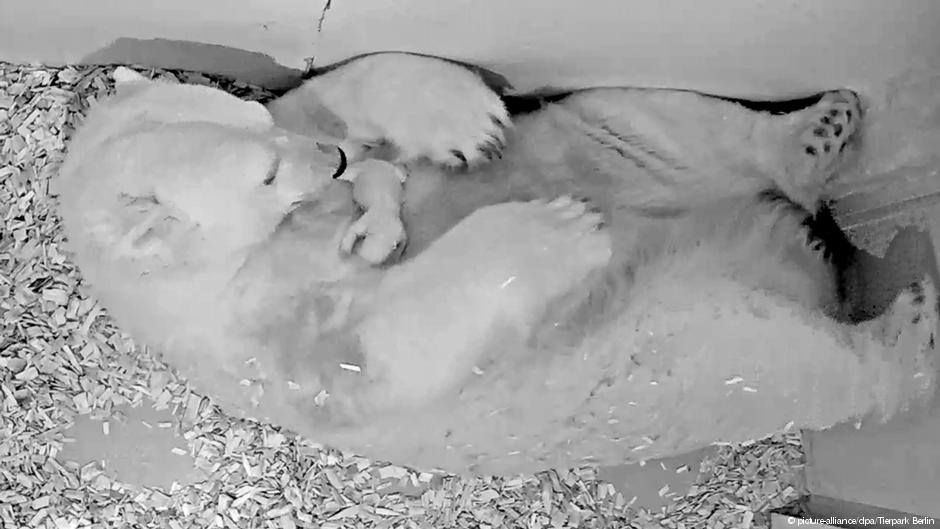 Celebran nacimiento de oso polar en Berlín, aunque con gran preocupación
