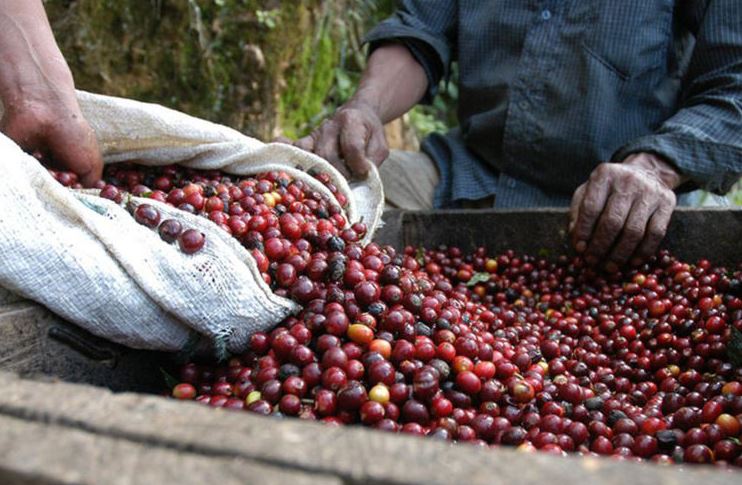 Roban 246,000 córdobas al empleado de un acopio de café en El Cuá, Jinotega