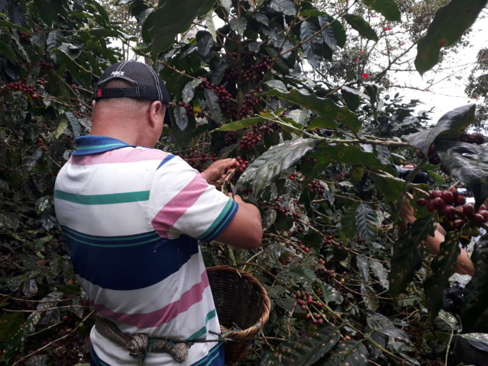 Cafetaleros preocupados por el incremento de secuestros y robos en Madriz y Nueva Segovia
