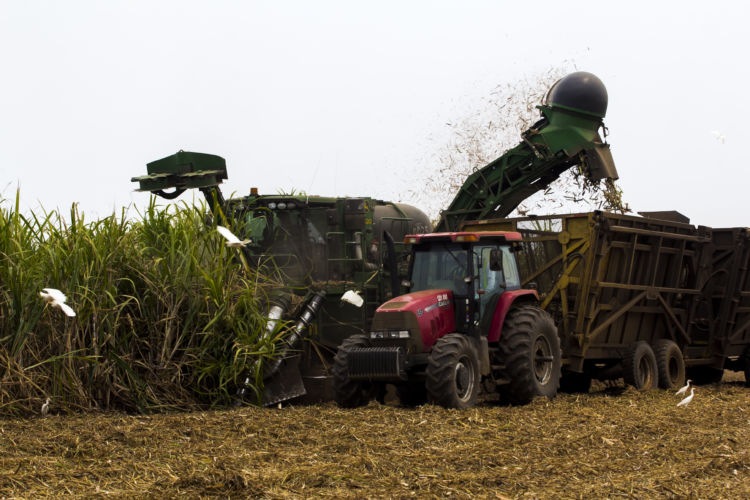 Industria azucarera pisa el acelerador a zafra y ya casi logra el 30% de su meta de 17 millones de quintales