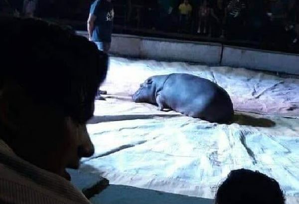 Encuentran a un hipopótamo que se extravió de un circo en Pantasma, Jinotega