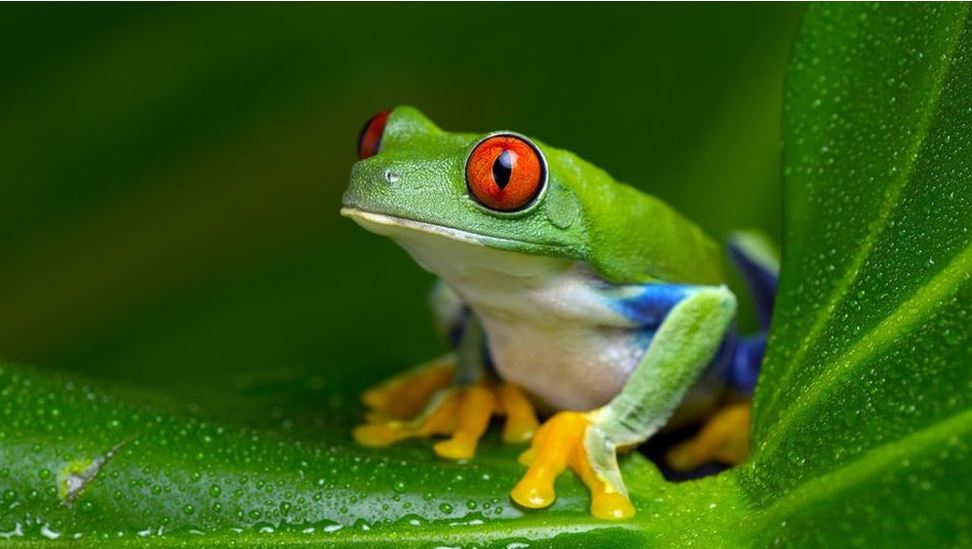 La increíble (pero cierta) historia de cómo los médicos utilizaban ranas para realizar pruebas de embarazo